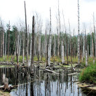 Birch Trees Reflected in Swamp with Evergreen Forest under Overcast Sky