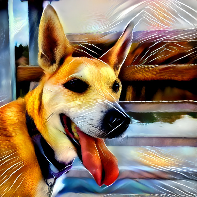 Bella Dingo