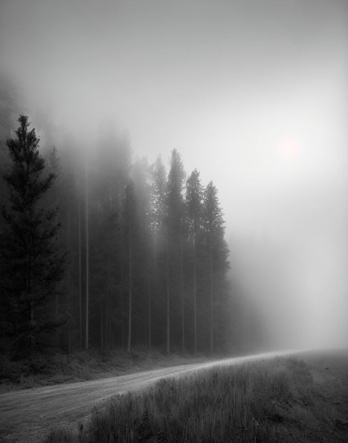 Misty Forest with Tall Trees and Winding Road