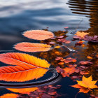 Autumn leaves floating on still water reflecting trees in serene nature scene