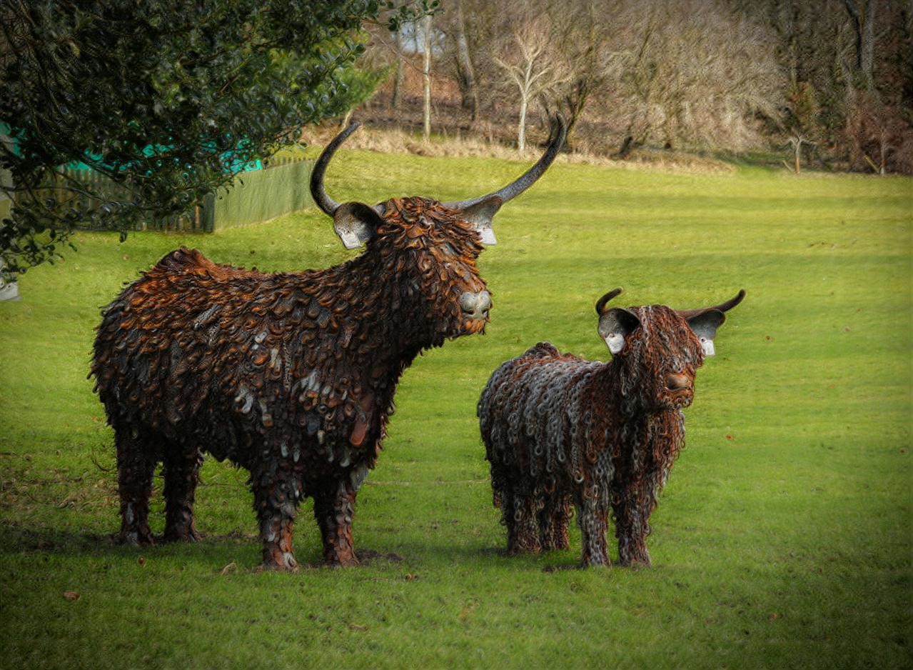 Highland Coo’s (Sculpted by Kev Paxton-Blacksmith)