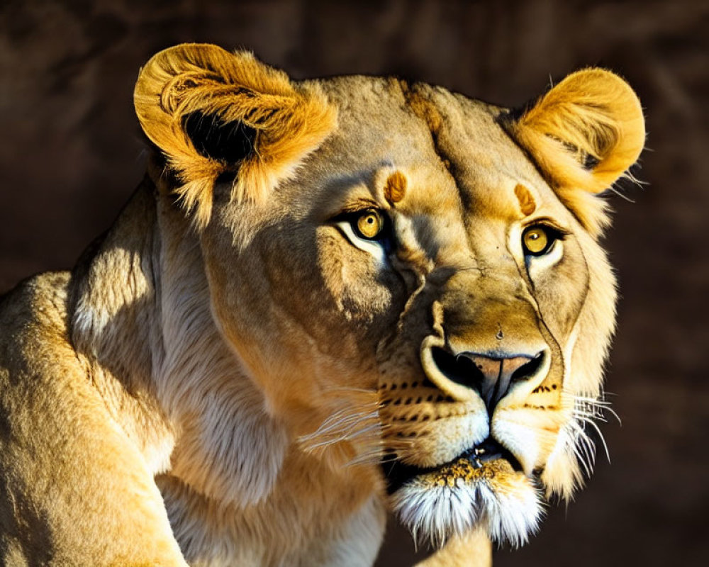 Close-up of lion with piercing eyes in warm light against dark background
