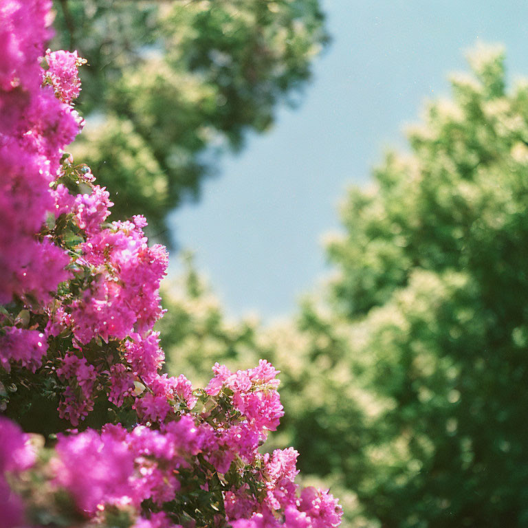 Bright pink blooms on bush against blue sky and green foliage on sunny day