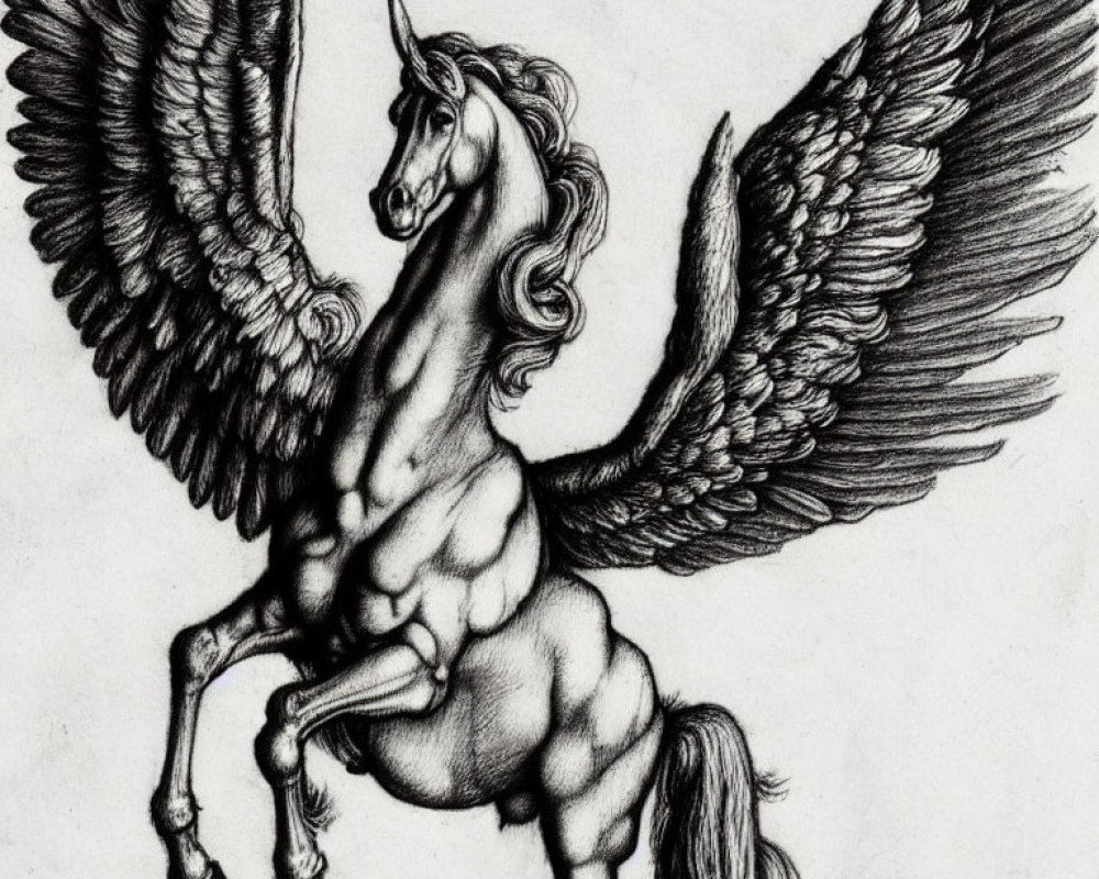 Detailed Pegasus sketch with majestic wings and flowing mane