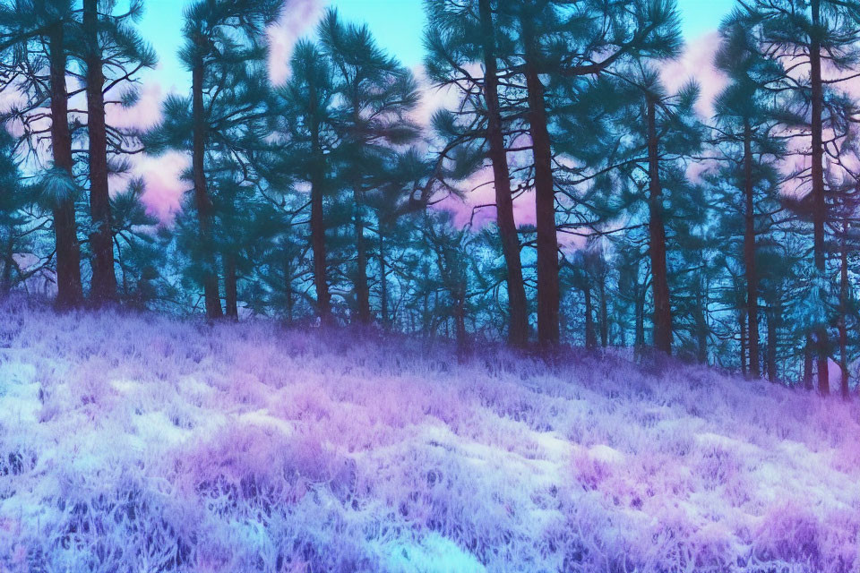 Forest landscape with tall pine trees and purple foliage under twilight sky