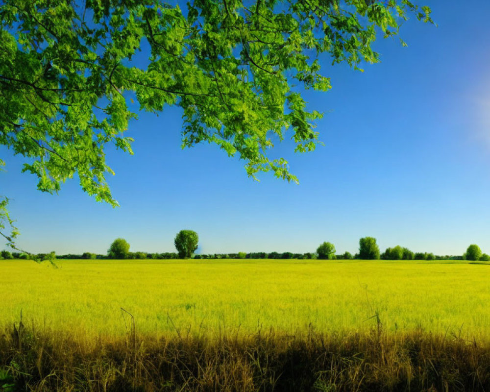 Lush Green Tree Branches Surround Serene Field under Clear Blue Sky
