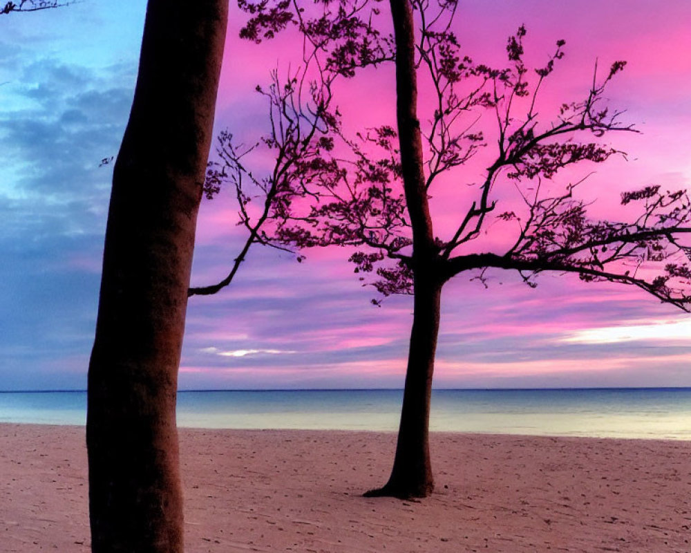 Pink and Purple Sunset Silhouettes Beach Trees