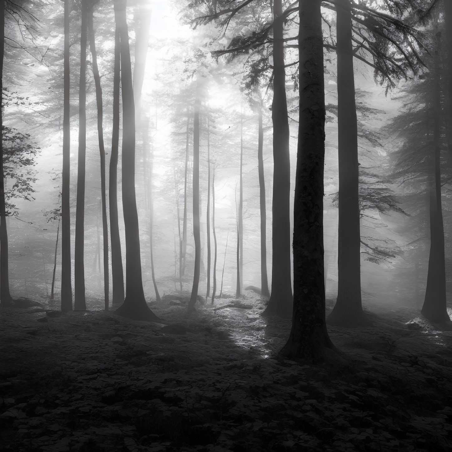 Monochromatic misty forest with tall slender trees