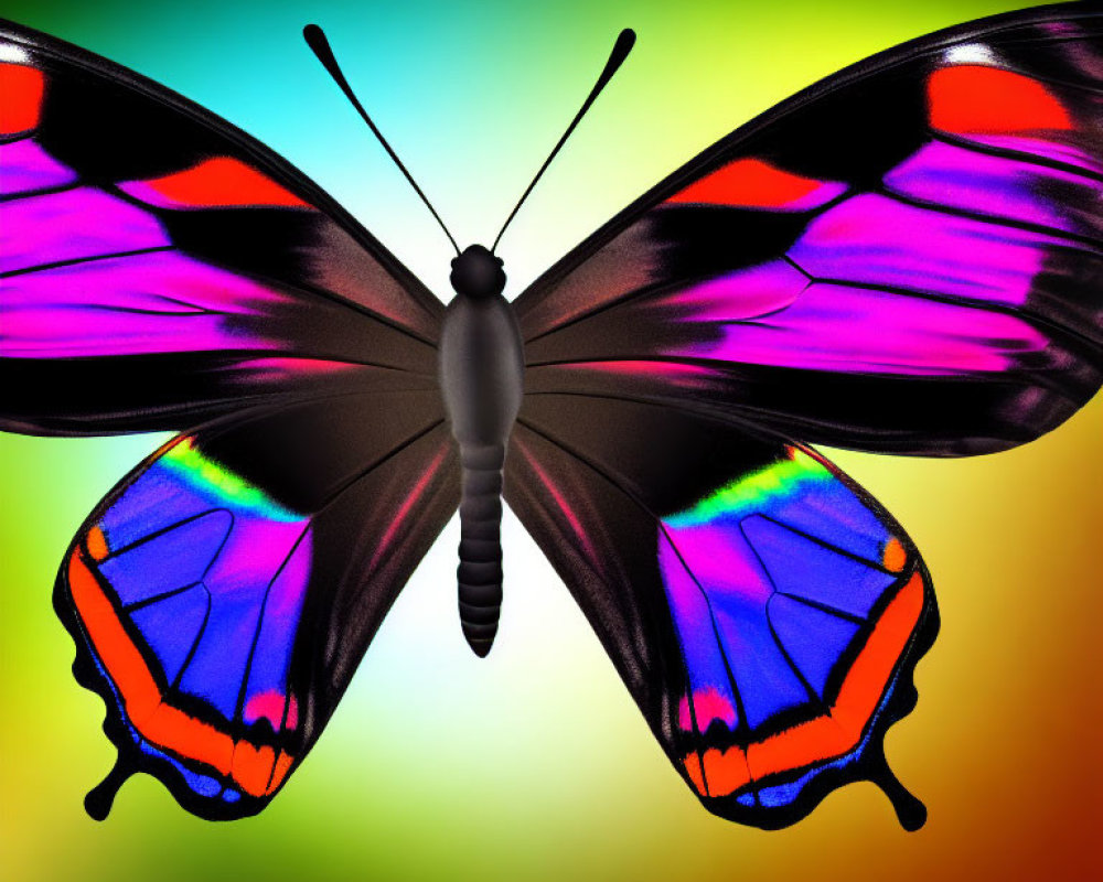 Colorful Butterfly Artwork on Rainbow Background