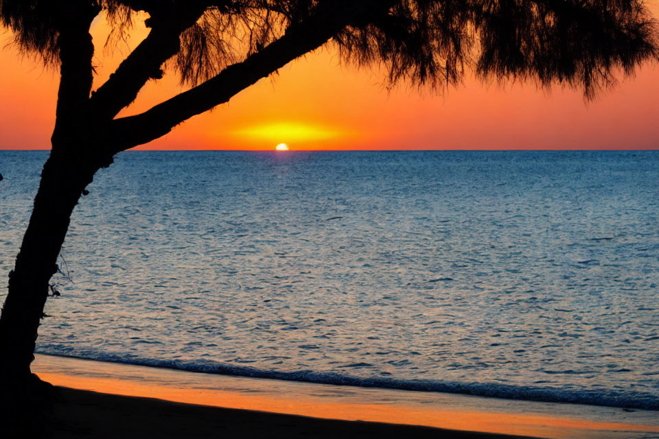 Tranquil sunset beach scene with silhouetted tree and calm ocean waters