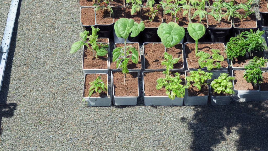 Assorted young plants in plastic pots on gravel under sunlight shadows