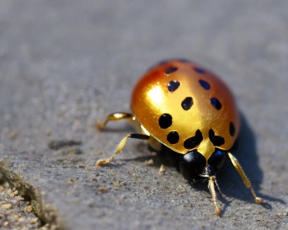 Golden ladybug with black spots on concrete surface in sunlight