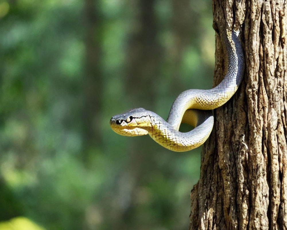 Forest snake slithers around sunlit tree trunk