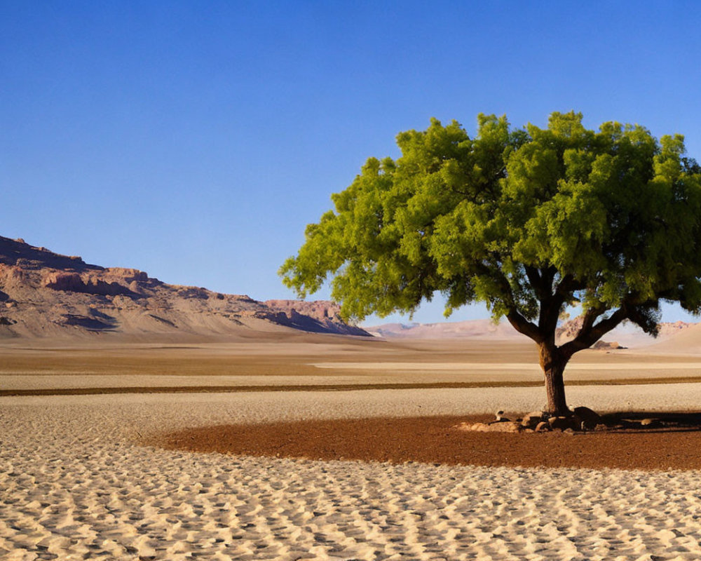 Green tree in desert landscape with sand ripples and rocky hills