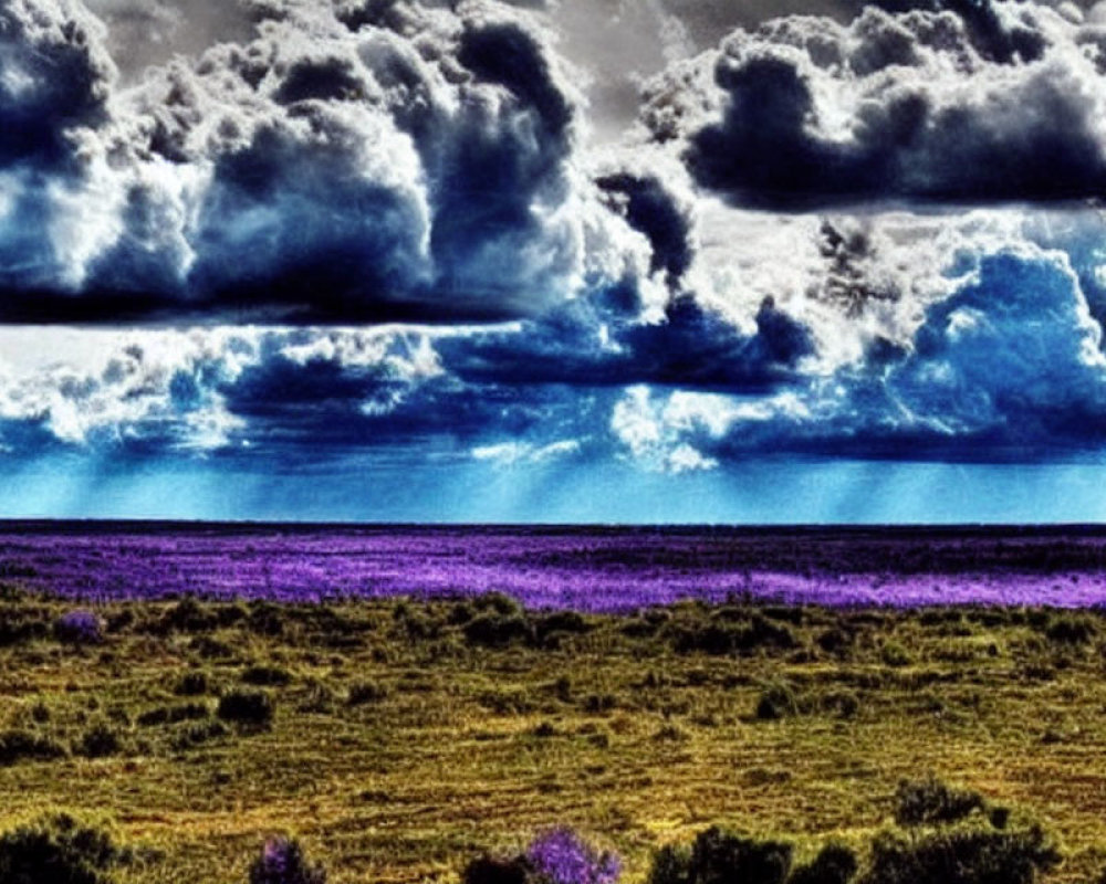 Vivid landscape: Striking purple field under dramatic blue sky
