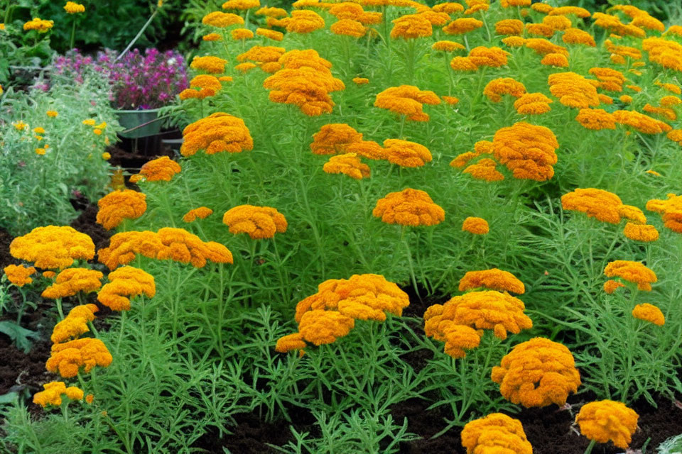 Lush green foliage and bright orange marigold flowers in a vibrant garden bed