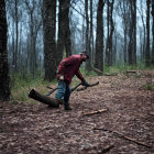 Man in red shirt splitting log with axe in forest clearing