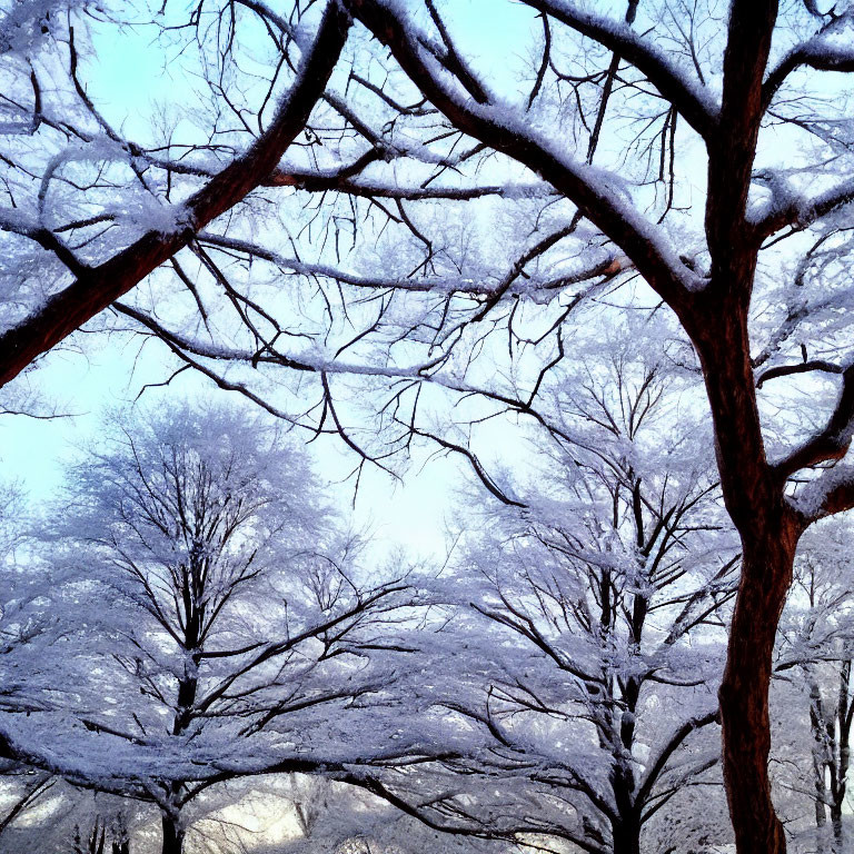 Snow-covered tree branches against bright sky in mesmerizing winter scene
