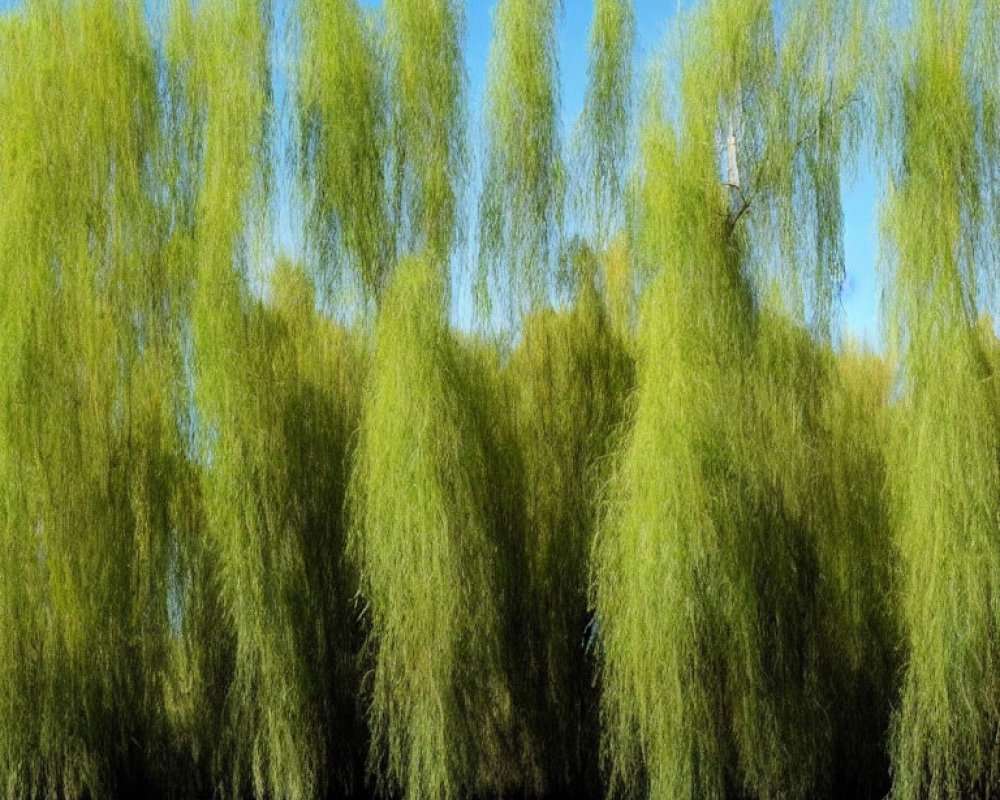 Lush willow trees by water's edge under clear blue sky