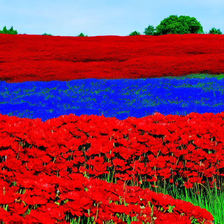Colorful Red and Blue Flower Fields with Green Tree Landscape