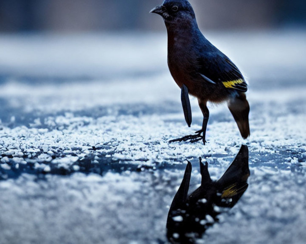 Dark plumage bird with yellow wing accents on textured ground with visible shadow