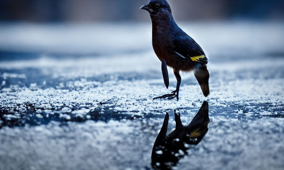 Dark plumage bird with yellow wing accents on textured ground with visible shadow