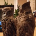 Detailed Owl Figurines with Large Orange Eyes on Wooden Base in Room with Shelves