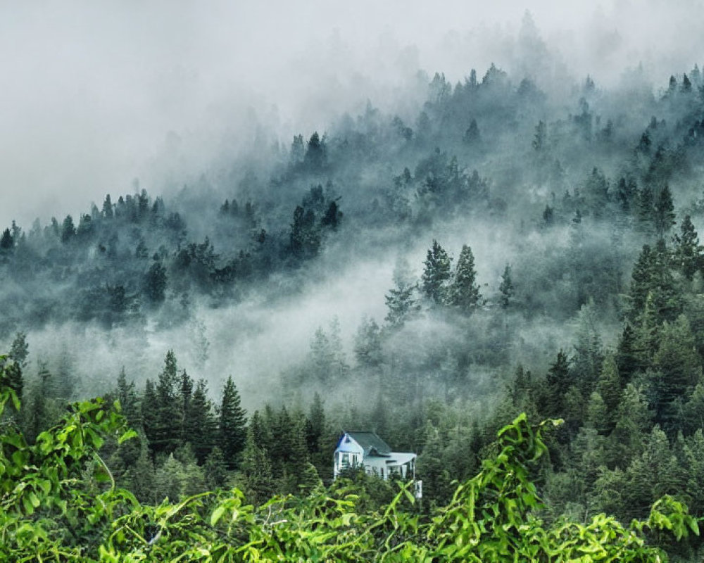 Solitary house in misty forest with fog-shrouded trees