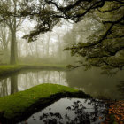 Tranquil misty forest with moss-covered ground, overhanging branches, and calm pond.