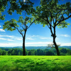 Tranquil green meadow under clear blue sky with overhanging tree branches.