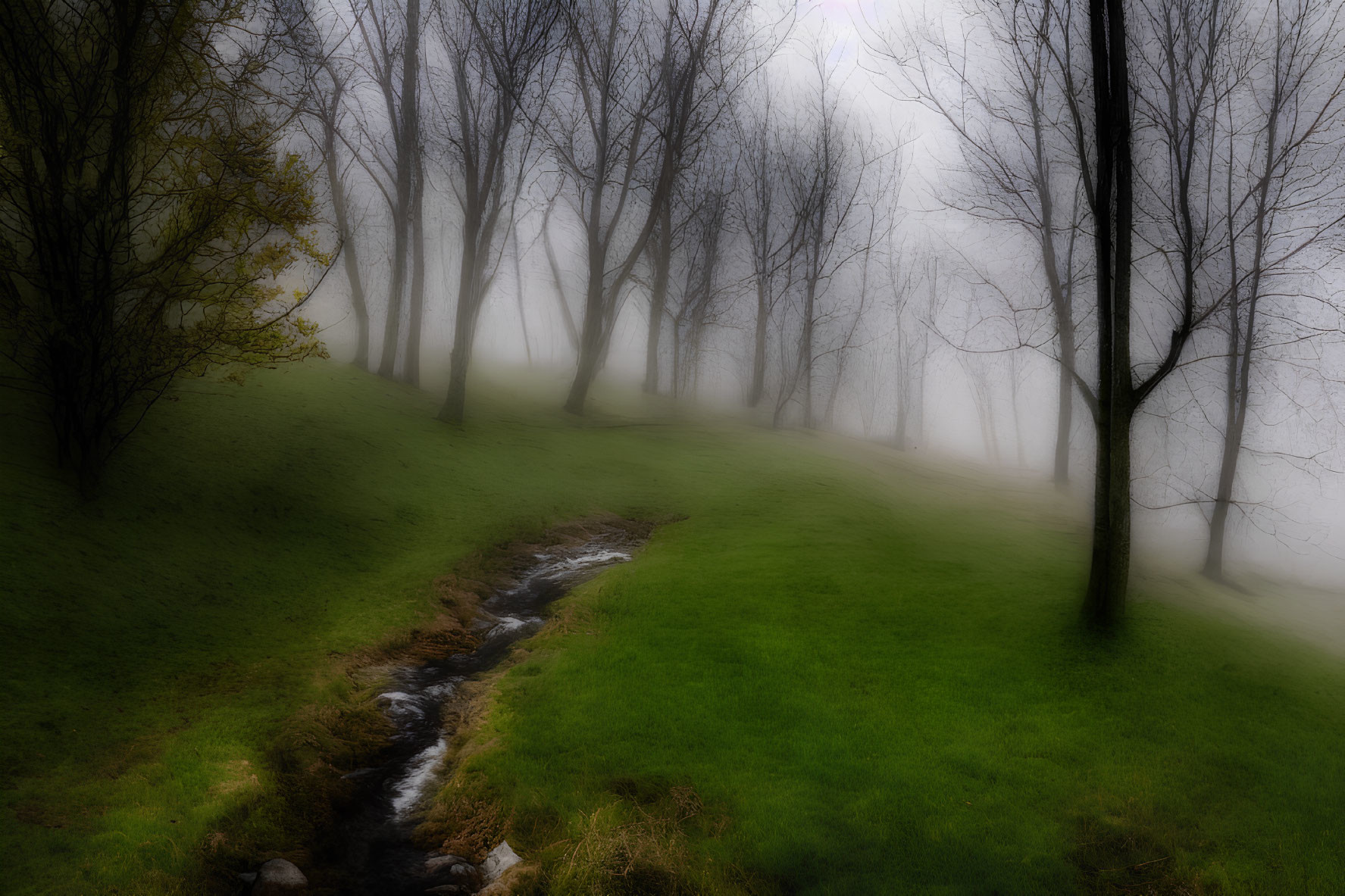 Foggy landscape with stream, bare trees, and green grass