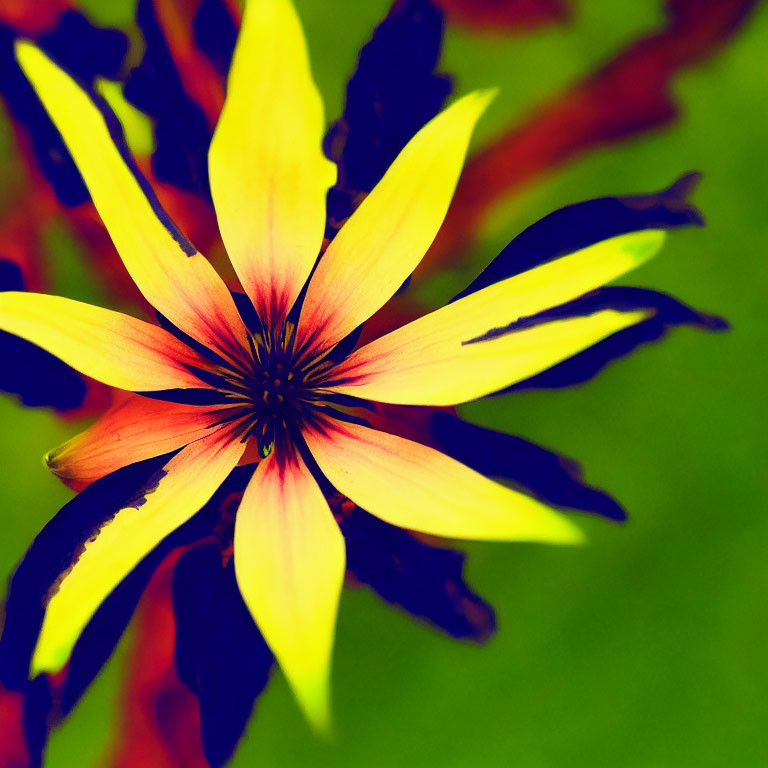 Colorful Yellow and Red Flower with Dark Star-shaped Core on Green Background