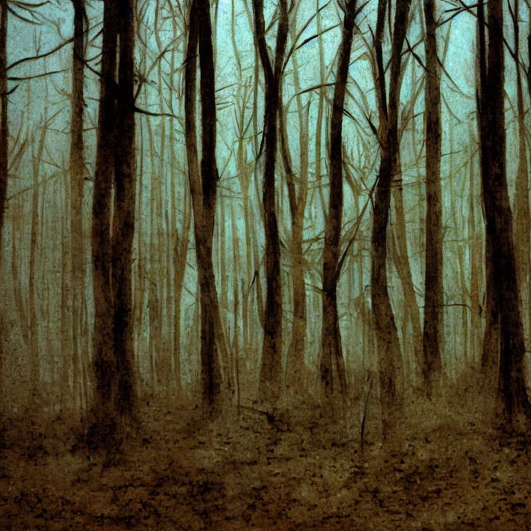 Misty forest scene with tall, bare trees and fallen leaves