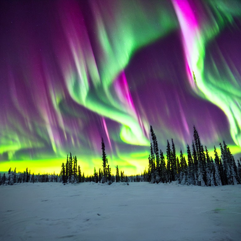 Vibrant Green and Purple Aurora Borealis Lights in Snowy Night Sky