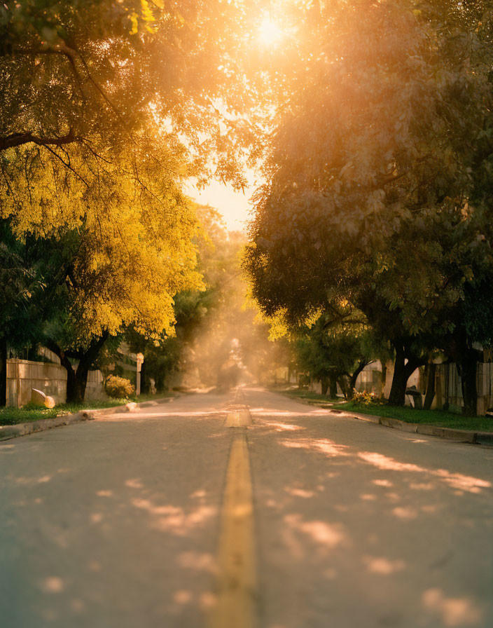 Tree-lined street with sunlight beams and greenery-bordered road