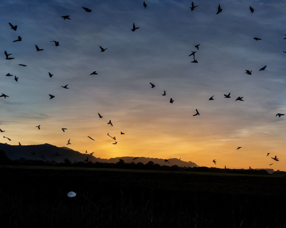 Birds flying at dusk over colorful sunset sky and silhouetted landscape