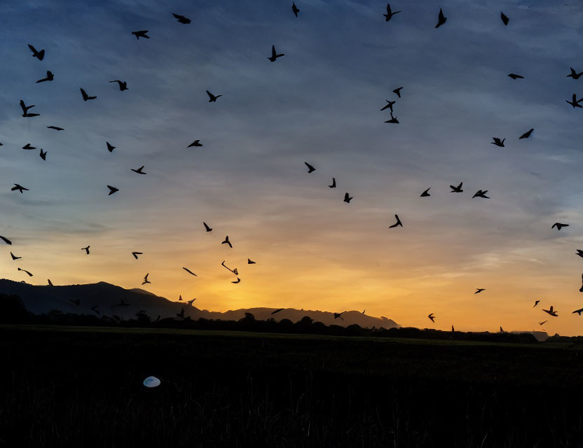 Birds flying at dusk over colorful sunset sky and silhouetted landscape