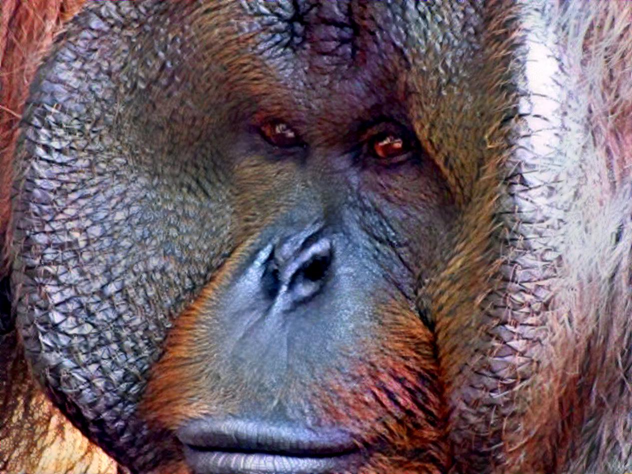 Male Orangutan 