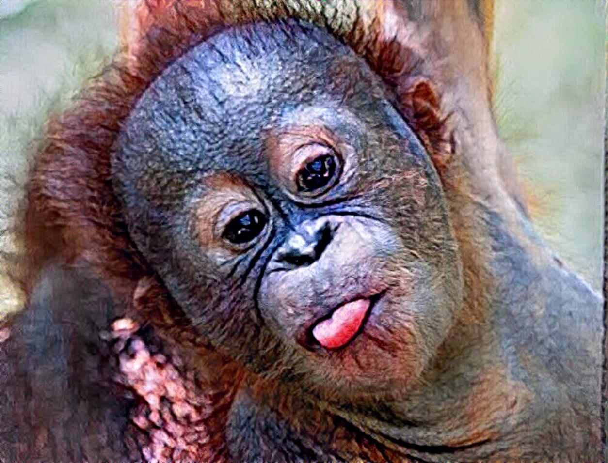 Baby Orangutan Gito - #FunnyFriday