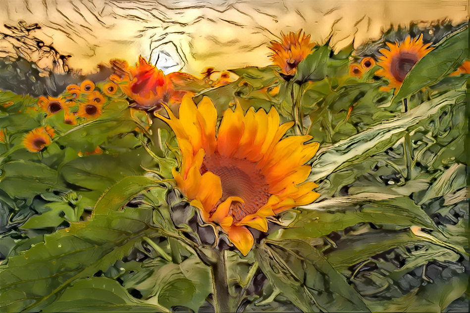 Sunflowers~~~