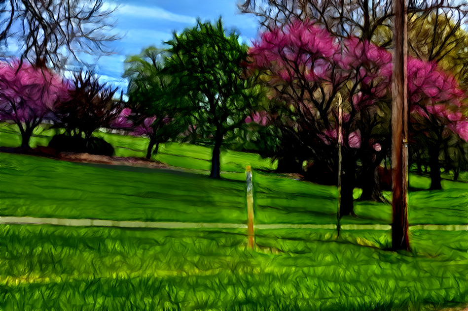 Red Bud trees~~~