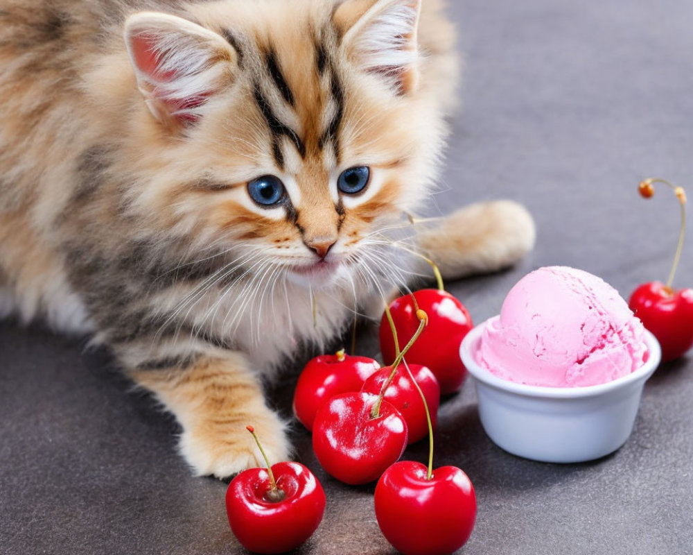 Fluffy kitten with blue eyes near cherries and ice cream on gray surface