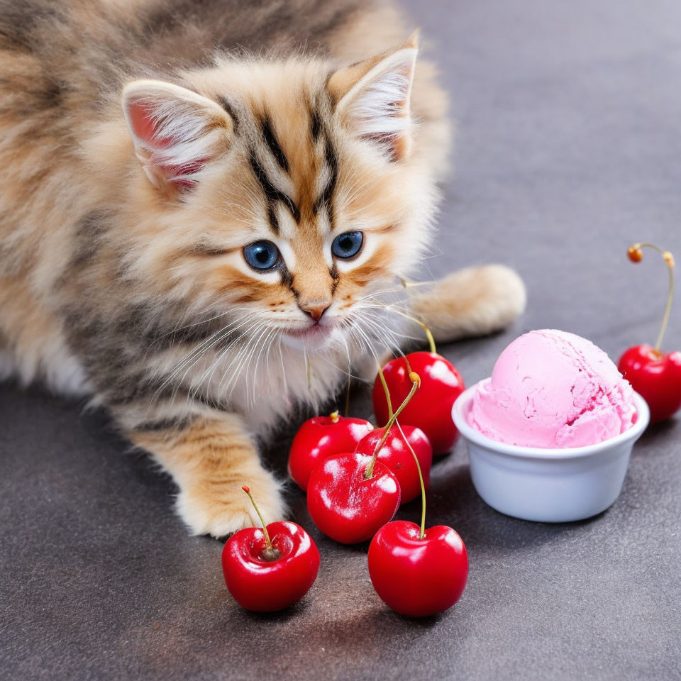 Fluffy kitten with blue eyes near cherries and ice cream on gray surface