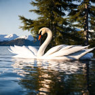 Graceful Swan Gliding on Serene Lake with Snowy Mountains and Pine Trees