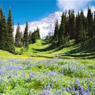 Scenic landscape illustration with purple wildflowers, green trees, and snowy mountain.