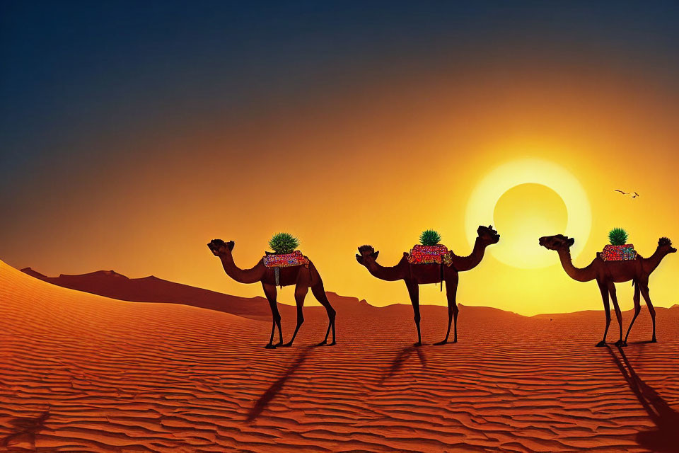 Three camels walking in a desert at sunset with red-orange sand.