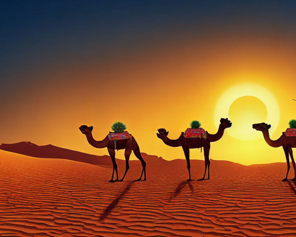 Three camels walking in a desert at sunset with red-orange sand.