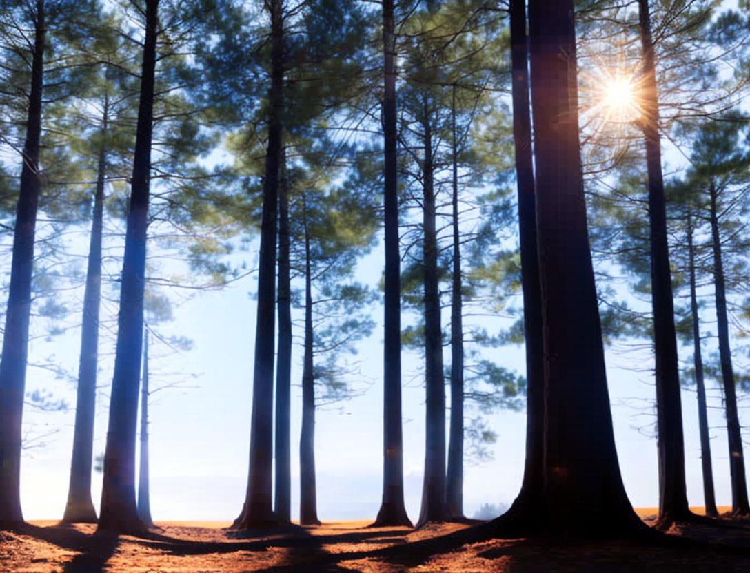 Tranquil forest scene with sunlight through tall pine trees