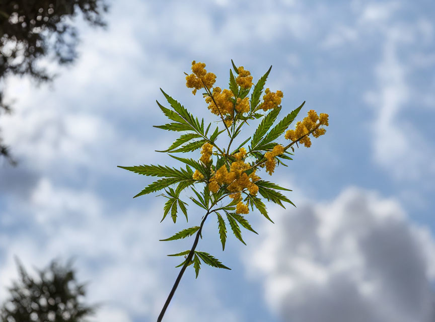 Branch with green leaves and yellow flowers against cloudy sky.
