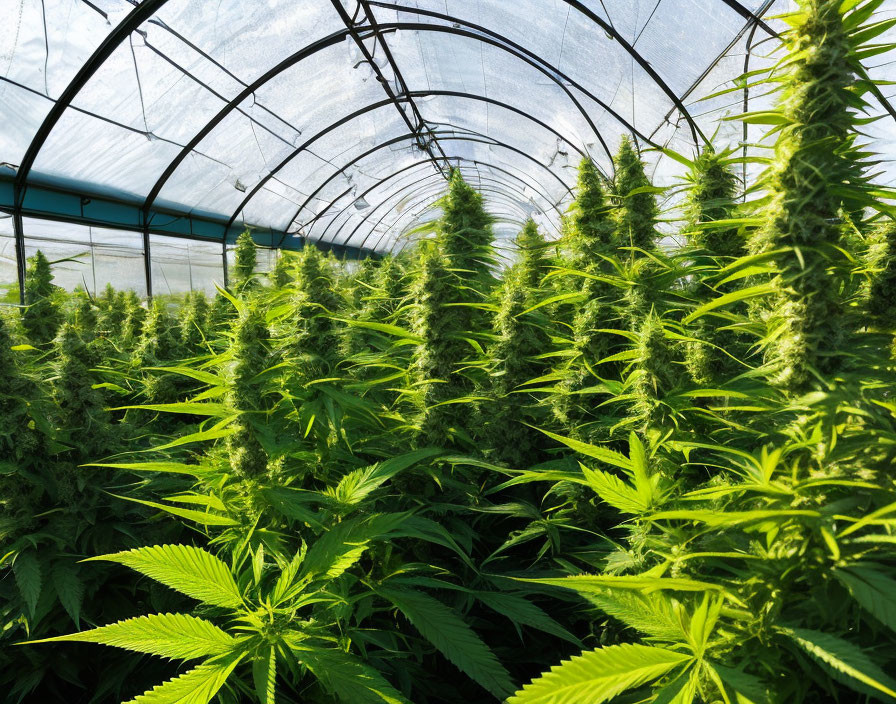 Mature cannabis plants thriving in sunlight-filtering greenhouse